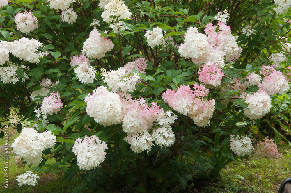 Bush of white and pink abundantly blooming hydrangea Bush of white and pink abundantly blooming hydrangea