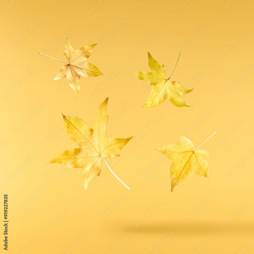 Beautiful bright colorful autumn leaves falling in the air isolated on yellow background. Zero gravity or levitation autumn conception. High resolution image. Beautiful bright colorful autumn leaves falling in the air isolated on yellow background. Zero gravity or levitation autumn conception. High resolution image.