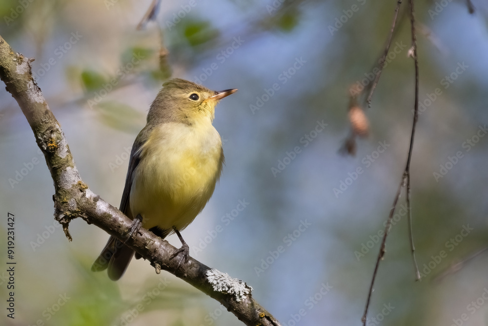 Fototapeta premium Icterine Warbler