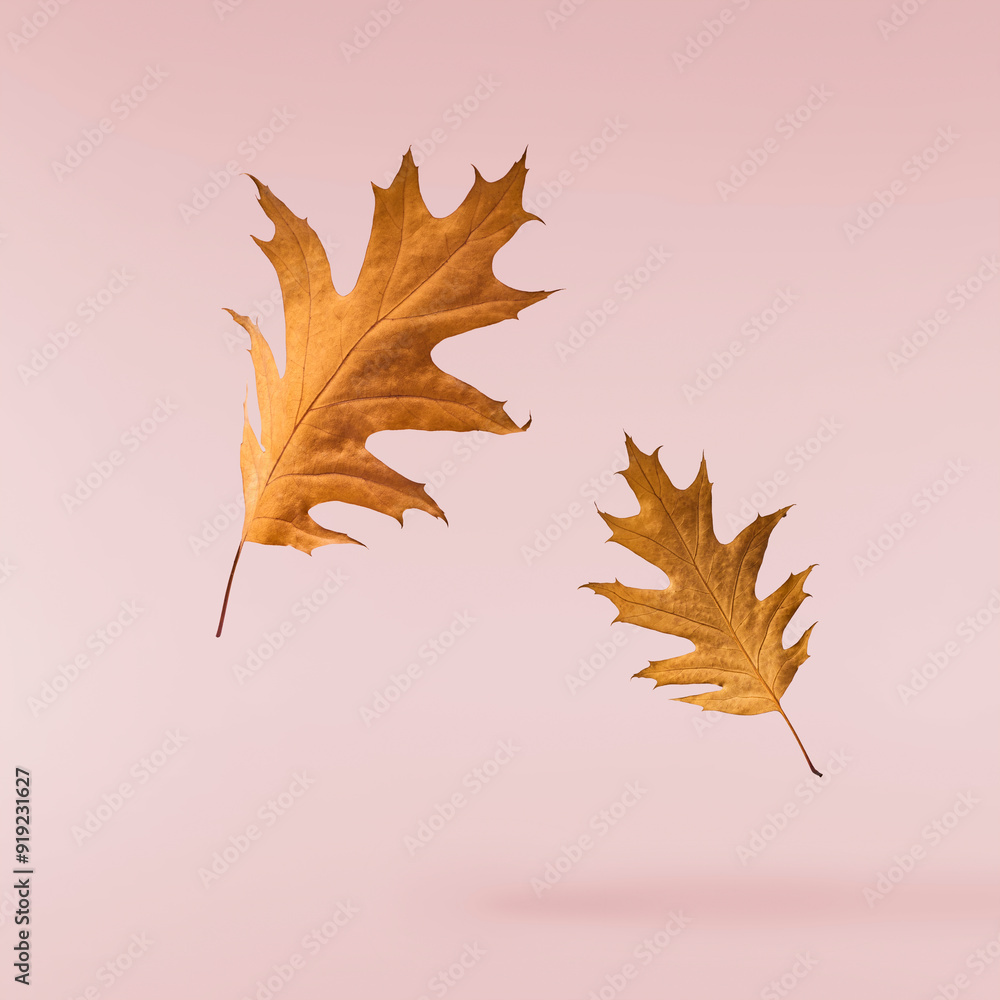 Beautiful bright colorful autumn leaves falling in the air isolated on pink background. Zero gravity or levitation autumn conception. High resolution image. Beautiful bright colorful autumn leaves falling in the air isolated on pink background. Zero gravity or levitation autumn conception. High resolution image.
