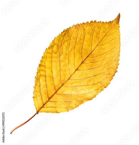 Beautiful bright colorful autumn leaves falling in the air isolated on white background. Zero gravity or levitation autumn conception. High resolution image.