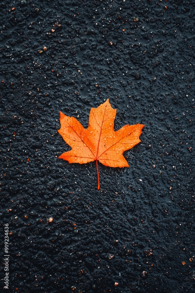 A bright orange autumn leaf on a dark asphalt road after rain. A bright orange autumn leaf on a dark asphalt road after rain.