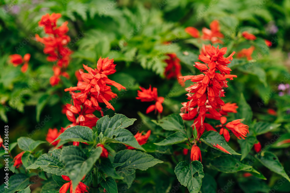 A lot of Red salvia, also known as Scarlet Sage or Salvia splendens in the garden A lot of Red salvia, also known as Scarlet Sage or Salvia splendens in the garden