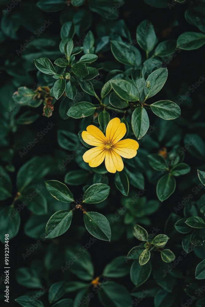A bright yellow flower standing out against a dark green foliage background. A bright yellow flower standing out against a dark green foliage background.