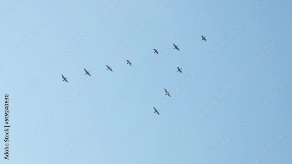 birds fly like wedge in sky, slow motion
birds fly like wedge in sky, slow motion