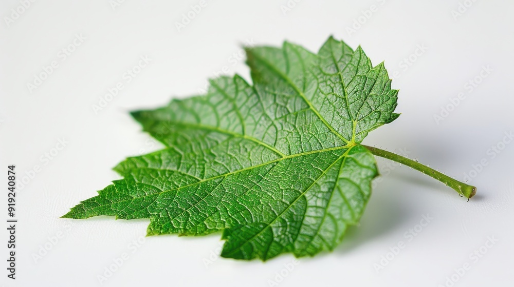 Vibrant Boxelder Leaf Field on White Background - Botanical Natural Beauty Vibrant Boxelder Leaf Field on White Background - Botanical Natural Beauty