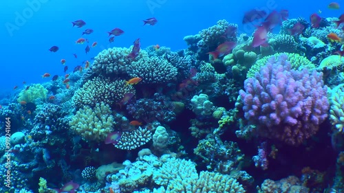 The camera pans along the top of a coral reef among vibrant corals and schools of exotic fish.