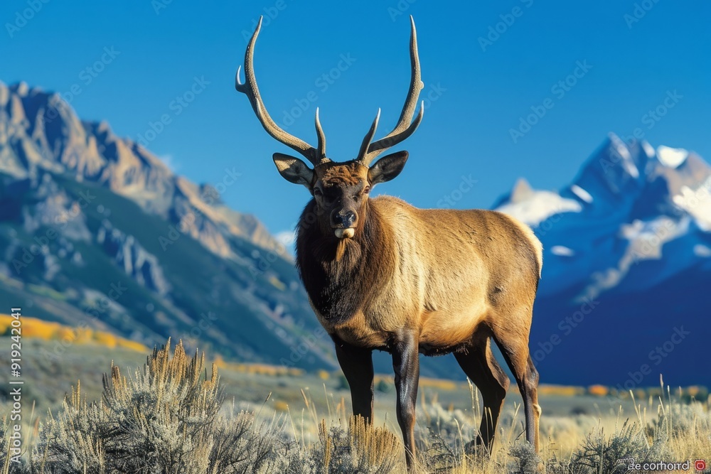 Elk in Majestic Mountain Landscape. Stunning wildlife photography of an elk in its natural habitat surrounded by mountains. This serene and captivating image is fitting for nature and outdoorsy themes