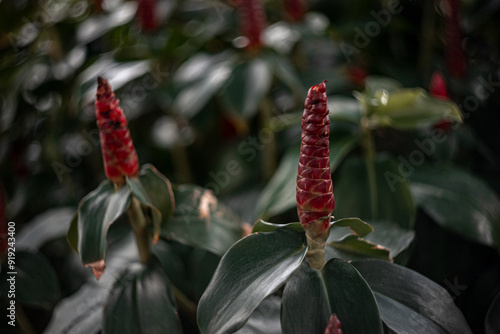 spiked spiralflag ginger close-up. selective focus area,low focus depth