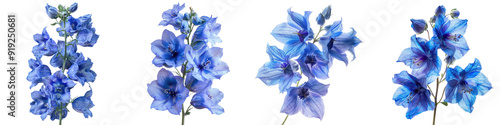 Larkspur flower - Delicate larkspur flower with vibrant blue petals and a graceful structure isolated on a transparent background - Elegant and colorful, highlighting its intricate floral details 