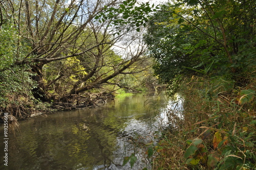 Wooded Creek