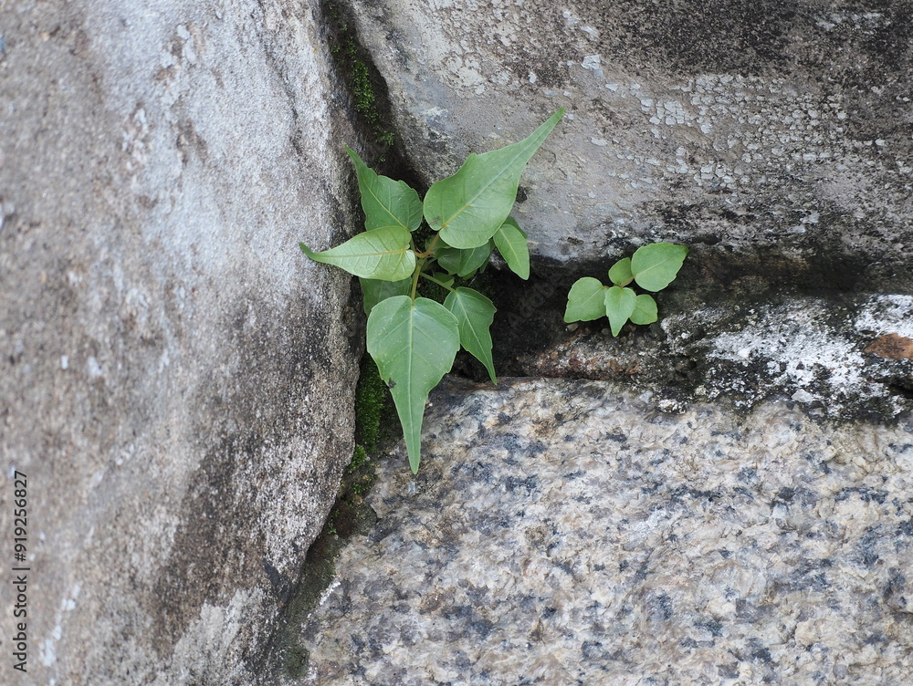 Young Sacred fig tree religiosa growing between the gaps of a wet ...