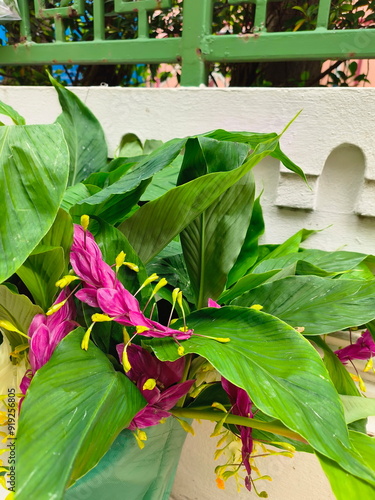 Dancing ladies ginger in deep pink flowers arranged in long, dense, overlapping panicles with curved tips and green single lanceolate leaves. Zingiberaceae usually blooms during the Buddhist Lent July photo