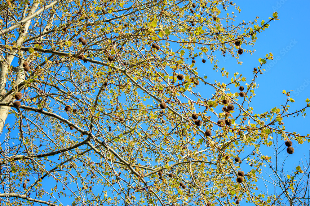 colorful branches of a tree against sky colorful branches of a tree against sky
