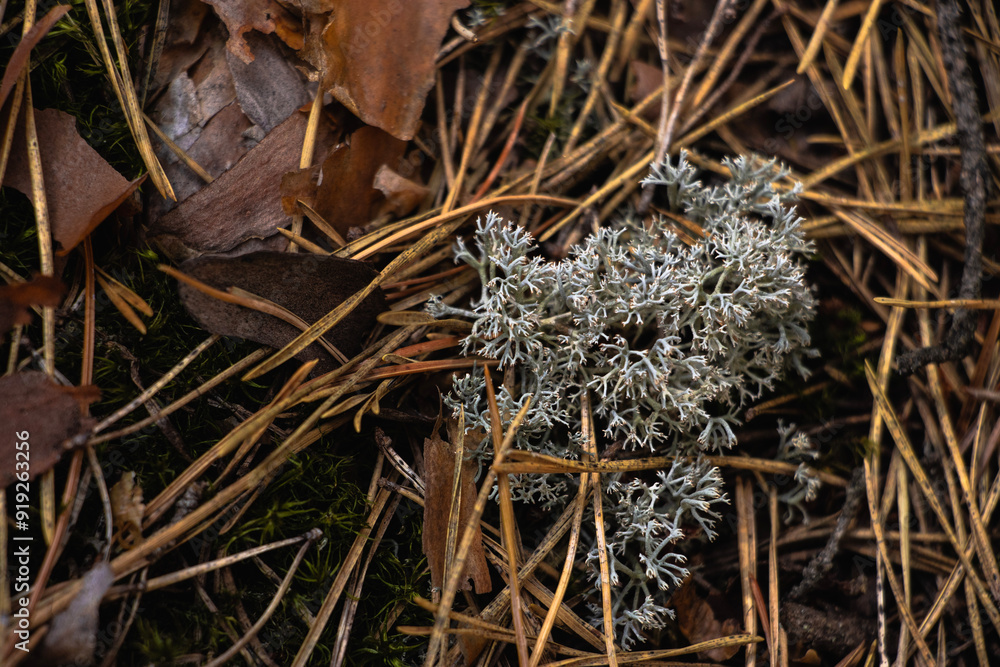 Lichen Evernia prunastri or Oakmoss on a branch on forest floor Lichen Evernia prunastri or Oakmoss on a branch on forest floor