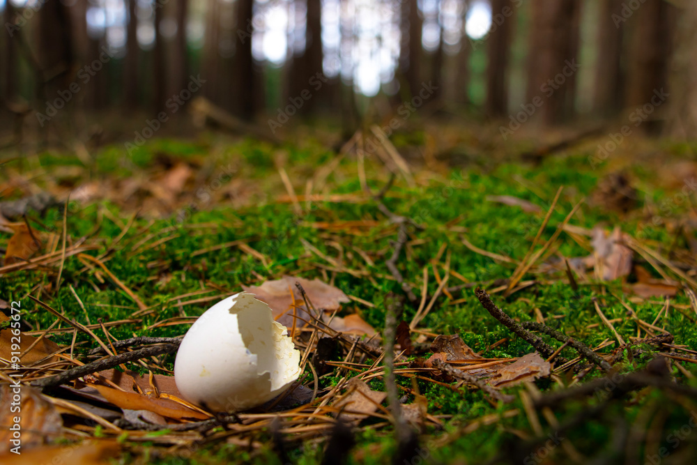 Broken bird egg on the floor Broken bird egg on the floor