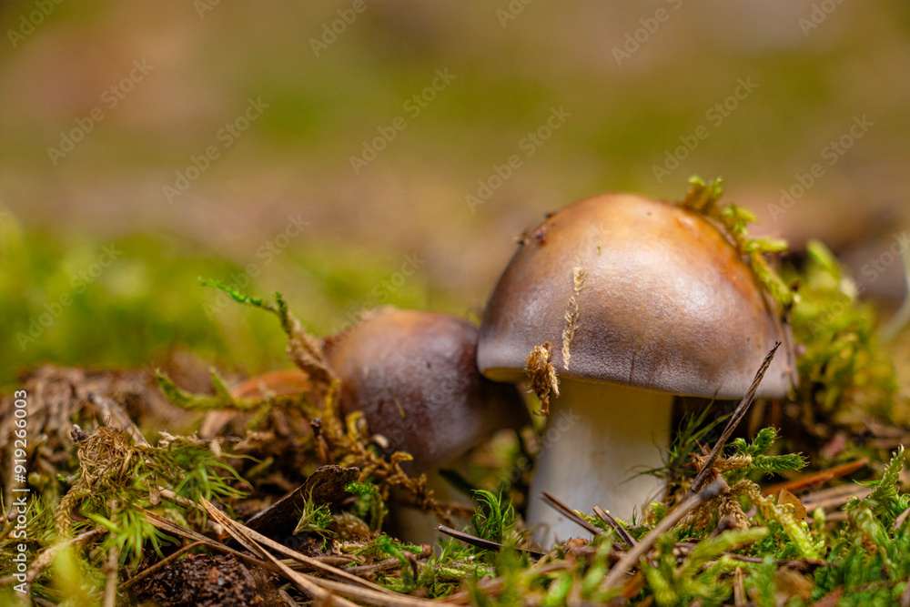 Boletus edulis edible mushroom in the forest Boletus edulis edible mushroom in the forest