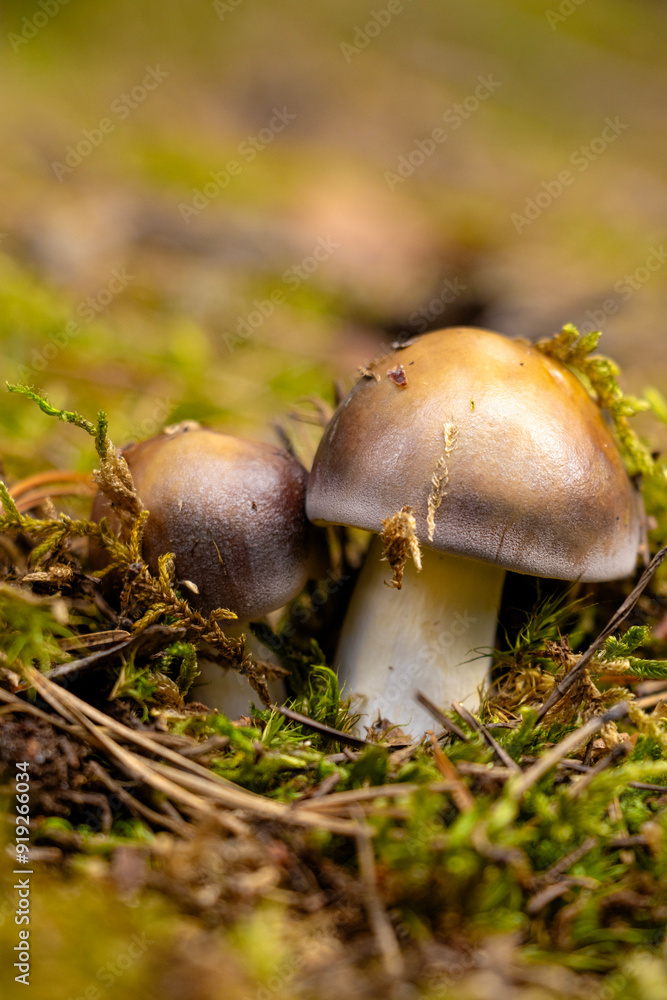 Boletus edulis edible mushroom in the forest Boletus edulis edible mushroom in the forest