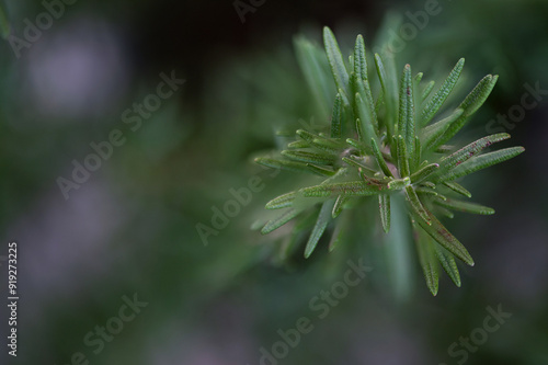 Rosemary or Rosmarinus officinalis green leaves on natural background.top view. photo