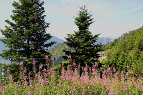 Panorama from Mount Vetriolo, Levico Terme, Trentino Alto Adige, Italy photo