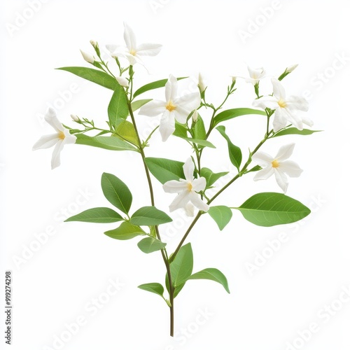 Wild jasmine plant with delicate white flowers and green leaves on a white background