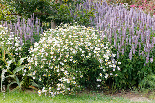 Margeriten-Busch und Salbei im Blumenbeet  photo