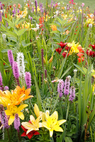 Prachtscharte (Liatris spicata) Ährige Prachtscharte im Blumenbeet  photo