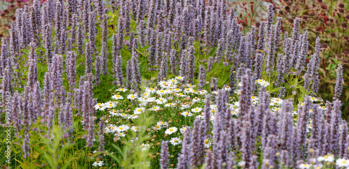 Salbei im Blumenbeet (Salvia) Duftpflanze mit blauen Blüten, Panorama  photo