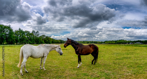 Two horses face each other in a vast green field under a cloudy sky. Trees line the horizon, and the grasses stretch out under the dramatic clouds.
