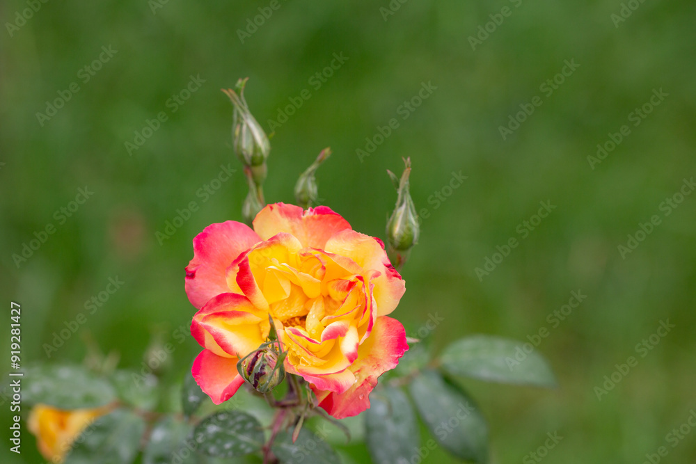 Floribunda rose. Rosa Coral Lions Rose. Orange and pink floribunda rose. Floribunda rose. Rosa Coral Lions Rose. Orange and pink floribunda rose.