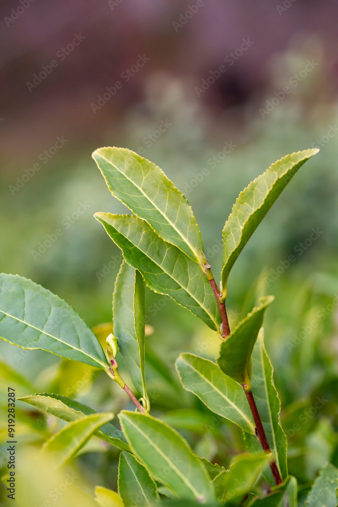 Green tea tree leaves field Fresh young tender bud herbal in farm on summer morning. Sunlight Green tea tree plant camellia sinensis in organic farm. Green tea tree leaves field Fresh young tender bud herbal in farm on summer morning. Sunlight Green tea tree plant camellia sinensis in organic farm.