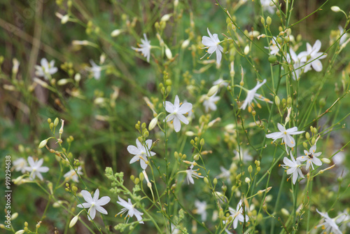 Anthericum ramosum blooms in nature in summer photo