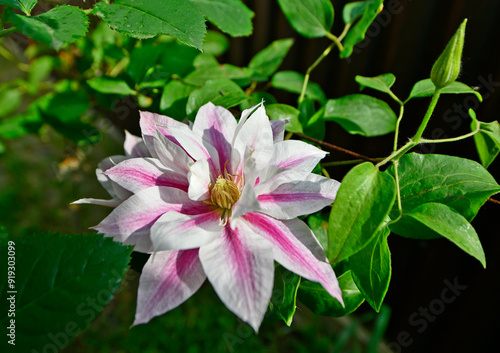 Beautiful spring flowers. A flower is an organ of a plant that performs the function of reproduction through the formation of seeds and various fruits. 