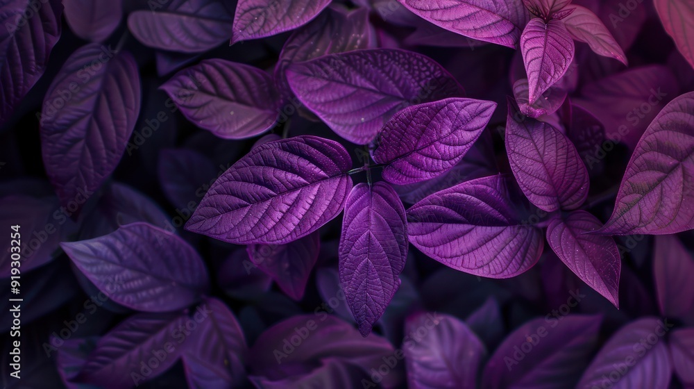 closeup nature view of purple leaf background. Flat lay, dark nature concept, tropical leaf closeup nature view of purple leaf background. Flat lay, dark nature concept, tropical leaf