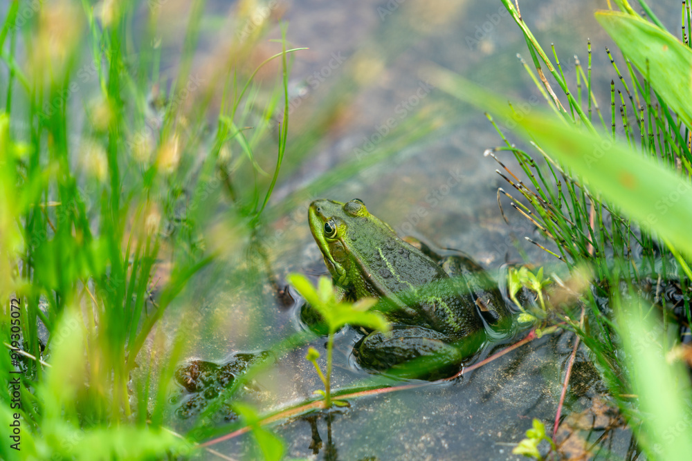 close up of a frog hiding in the grass in the pond in Poznan Poland close up of a frog hiding in the grass in the pond in Poznan Poland