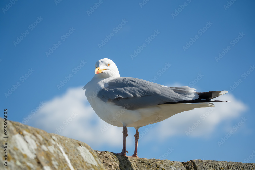 close-up portrait of a European Herring Gull (Larus argentatus) close-up portrait of a European Herring Gull (Larus argentatus)