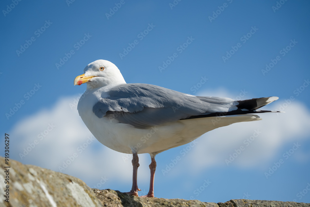 close-up portrait of a European Herring Gull (Larus argentatus) close-up portrait of a European Herring Gull (Larus argentatus)