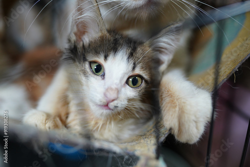 Canvas Print A cat in a shelter