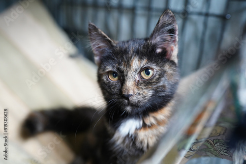 Canvas Print A cat in a shelter