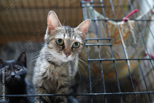 A cat in a shelter. Ordinary cats from the street caught in the shelter.  Sad cat in a cage. Homeless cat in a shelter