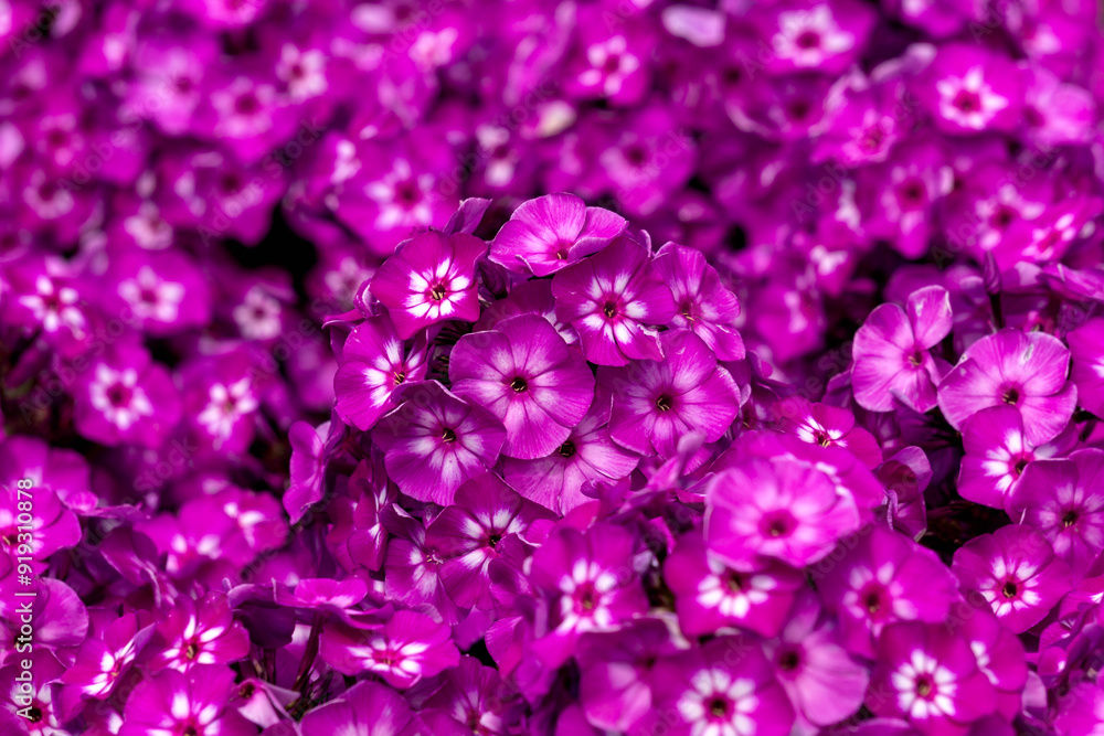 Background of lilac phlox inflorescences. Background of lilac phlox inflorescences.