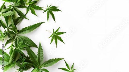 Marijuana leaves on a white background, close up top view on cannabis leaves and branches on white background for alternative medical and marketing design concept photo