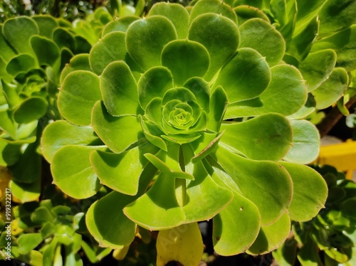 Canary aeonium plant in the garden photo