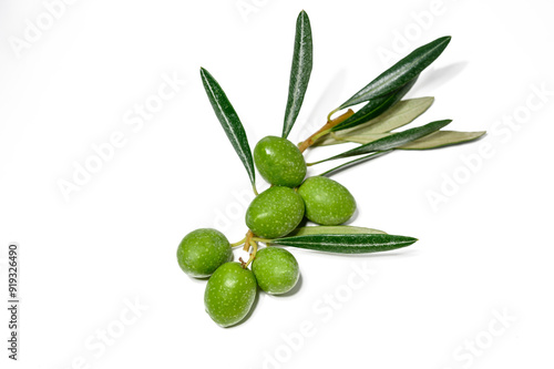 Wallpaper Mural branch of a olive tree with leaves isolated on white background Torontodigital.ca