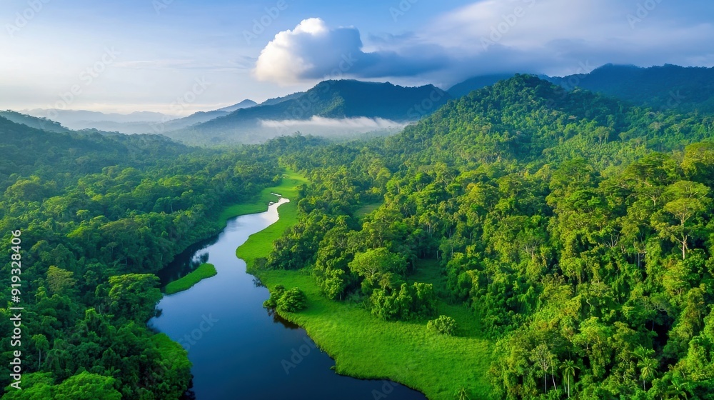 Aerial View of Serene River Winding Through Lush Rainforest Aerial View of Serene River Winding Through Lush Rainforest