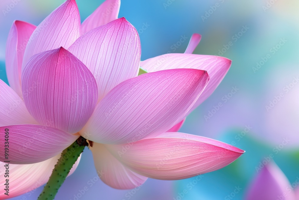 Serene lotus flower close-up soft blue background Serene lotus flower close-up soft blue background