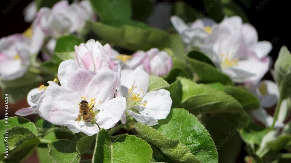 Blossom apple tree. Flowers of branch on spring day in orchard. Apple tree's blossoms offer a bounty of nectar to bees. Tree's reproduction through pollination Blossom apple tree. Flowers of branch on spring day in orchard. Apple tree's blossoms offer a bounty of nectar to bees. Tree's reproduction through pollination