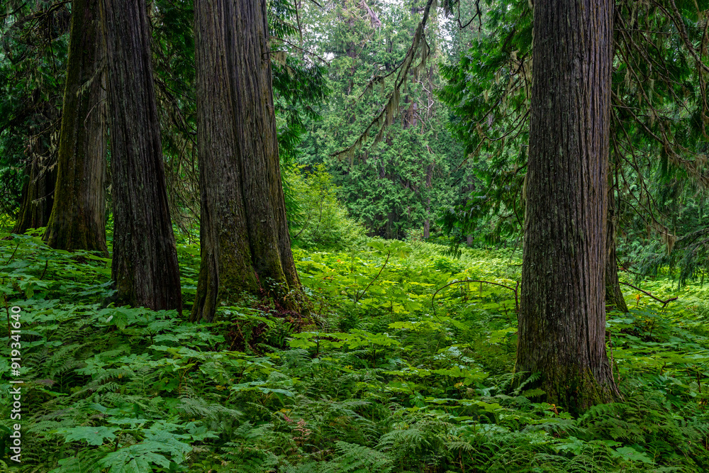 Obraz premium Cedar trees and ferns inside the Ancient Forest located in the Fraser River Valley near Prince George, British Columbia, Canada.