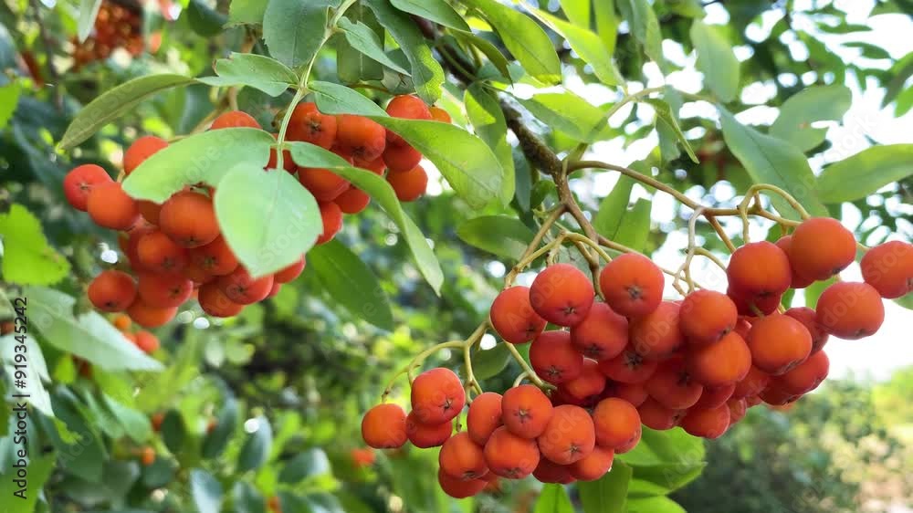 Ripe bunches of rowan, mountain ash on a tree Ripe bunches of rowan, mountain ash on a tree