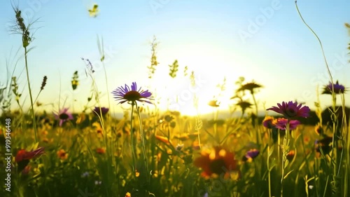 Low angle, ultra smooth video of wildflowers gently swaying in a field during a golden sunset